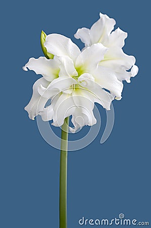 Amaryllis Hippeastrum double flowering Ice Queen close up Stock Photo