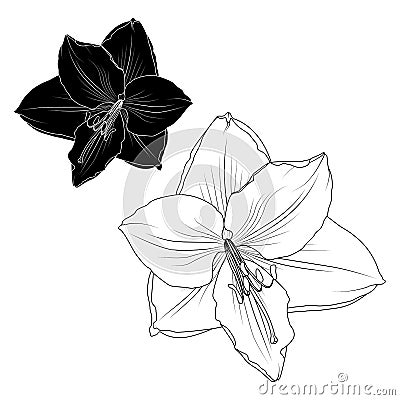 Amaryllis hippeastrum lilly flower isolated macro Vector Illustration