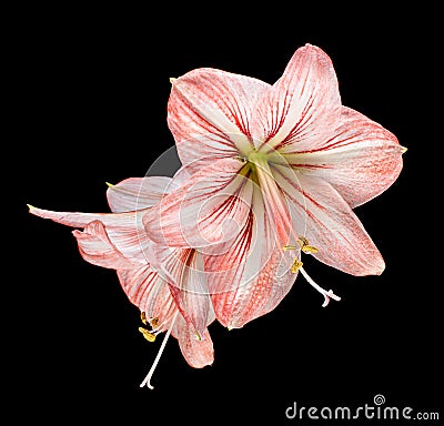 Amaryllis (Hipperastrum) flowers isolated on black Stock Photo