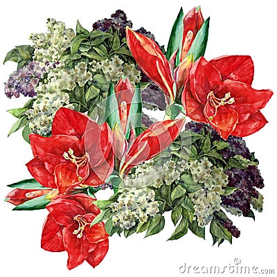 Amaryllis, lilac flower, watercolor, bouquet Stock Photo