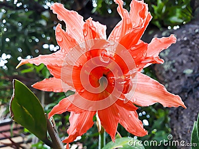 Amaryllis Lily Reddish Flower Stock Photo