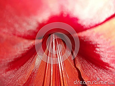 Amaryllis Red Close up Blur Background Flower Stock Photo