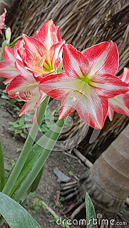 Amaryllis red and white flower of Assam, India. It comes every year in March. Stock Photo