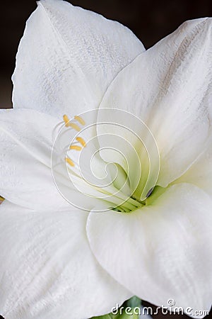 Amaryllis white flower with yellow stamens Stock Photo