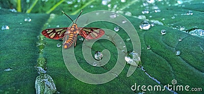 Amata huebneri on leaves with water droplets Stock Photo