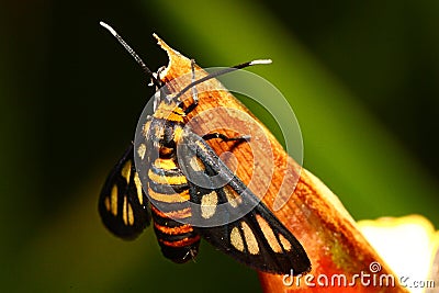 Amata Huebneri (moth) Stock Photo