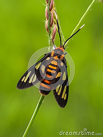 Moth on the grass isolated on blurred background.floral Stock Photo