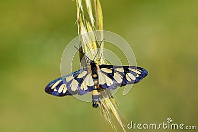 Amata hyrcana moth , family Erebidae , Moths of Iran Stock Photo