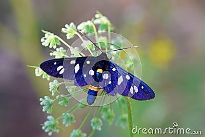 Amata nigricornis , Tiger moth Stock Photo
