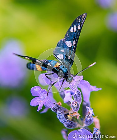Amata phegea butterfly feeding on lavender flower Stock Photo