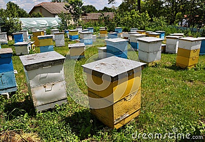 Amateur apiary near apartment building_3 Stock Photo