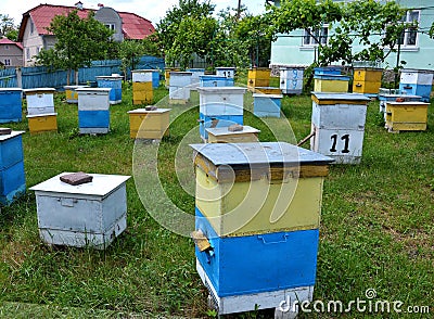 Amateur apiary near apartment building Stock Photo