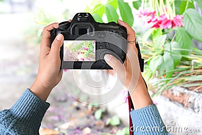 Amateur photographers use the camera to look at street flowers. Stock Photo