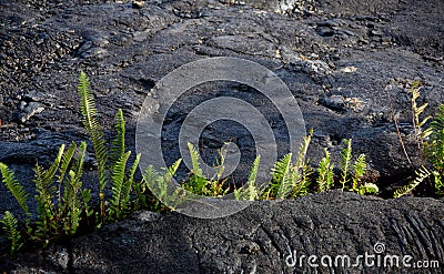 Amau fern breaks through lava field near Kalapana Stock Photo