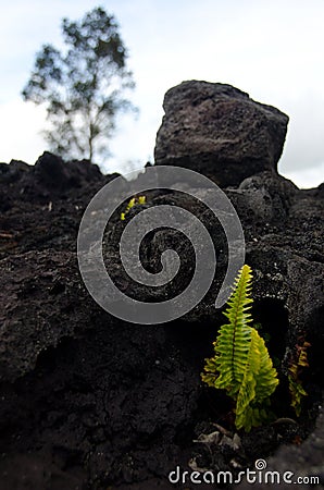 Amau fern gets through the lava layer near Chain of Craters road Stock Photo