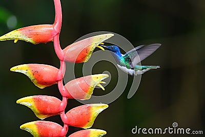 Amazilia decora, Charming Hummingbird Stock Photo