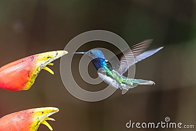 Amazilia decora, Charming Hummingbird Stock Photo