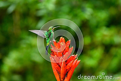 Amazilia decora, Charming Hummingbird, bird feeding sweet nectar from flower pink bloom. Hummingbird behaviour in tropic forest, Stock Photo