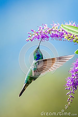 Amazilia decora, Charming Hummingbird, bird feeding sweet nectar from flower pink bloom. Hummingbird behaviour in tropic forest, n Stock Photo