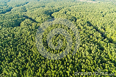 Amazing abundant mangrove forest Aerial view of forest trees Rainforest ecosystem and healthy environment background Texture of Stock Photo