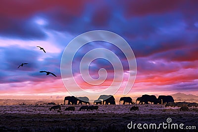 Amazing african dramatic sunset with walking elephants in savannah. Artistic fantastic safari landscape in Masai Mara National Stock Photo