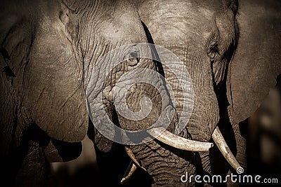 Amazing african elephant in the nature habitat Stock Photo