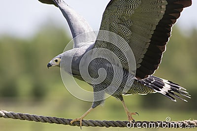 Amazing animal. African harrier hawk bird of prey balancing on r Stock Photo