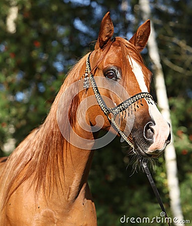 Amazing arabian horse with beautiful halter Stock Photo