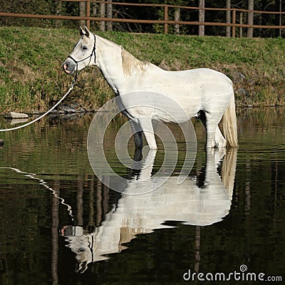 Amazing arabian horse in water Stock Photo