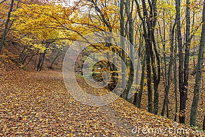 Amazing Autumn panorama of mountain foodpath, Vitosha Mountain, Bulgaria Stock Photo