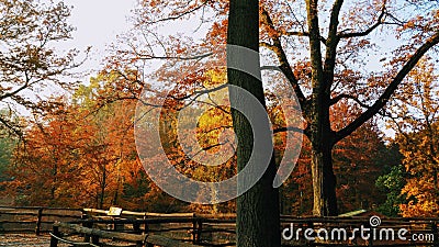 Amazing autumn sunny day in the forest. Stock Photo