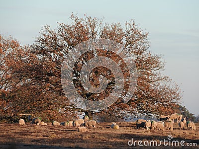 Amazing miracle: shadow of white sheep on right, creates black lamb on another sheep. Grazing under tree. Christmas advent. Stock Photo