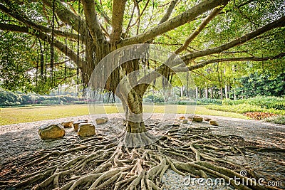 Amazing banyan tree trunk, roots and branches. City park. Shenzhen. Stock Photo