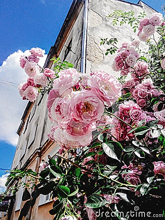 Amazing beautiful bush of fresh pink roses in spring time on the Stock Photo