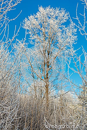 Amazing beautiful tree covered with frost and snow. Wallpaper image, vertical photo. Tiny branches in white cold winter. Stock Photo