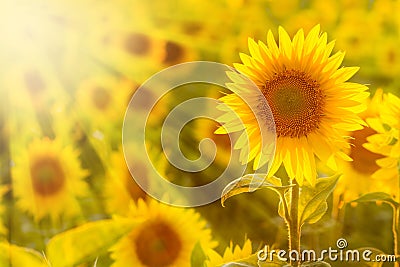 Amazing beauty of golden sunlight on sunflower petals. Beautiful view on field of sunflowers at sunset Stock Photo