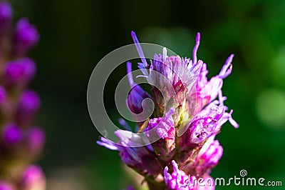 The amazing beauty of lilac flowers Stock Photo