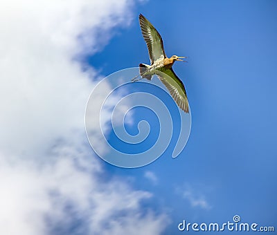 Amazing bird black-tailed Godwit Stock Photo