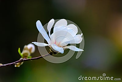 An amazing blossom magnolia Stock Photo