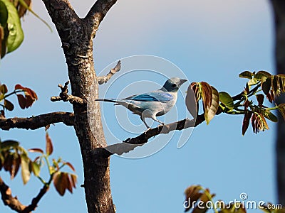 Amazing blue-grey tanager, beautiful blue bird from Costa Rica Stock Photo