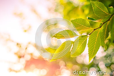 Green leaves under sunlight with bokeh background Stock Photo