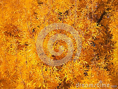 Amazing bright yellow foliage - autumn colors Stock Photo