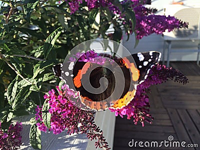 Amazing Butterfly natures beauty Stock Photo