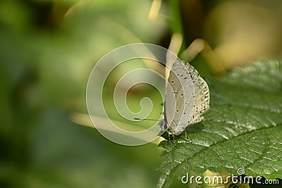 Amazing butterfly sitting on leaf Stock Photo
