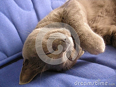 Amazing cat sleep Stock Photo