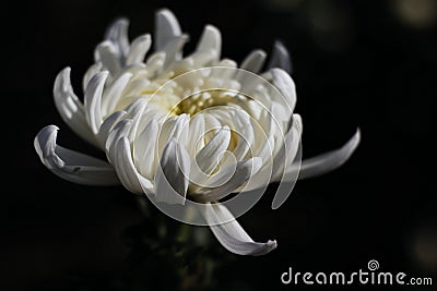 Amazing chrysanthemums of the queen of autumn. Stock Photo