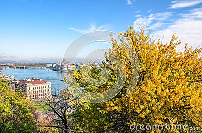 Amazing cityscape of Budapest, Hungary with autumn tree in the foreground. Hungarian Parliament Building, Orszaghaz, in the Stock Photo