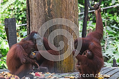 Amazing closeup of a group of wild orang utan Stock Photo