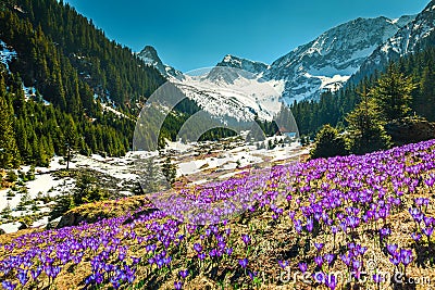 Spring landscape with purple crocus flowers, Fagaras mountains, Carpathians, Romania Stock Photo