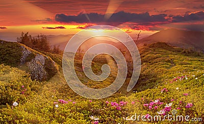 Amazing colorful sunrise in mountains with colored clouds and pink rhododendron flowers on foreground. Dramatic colorful scene wit Stock Photo